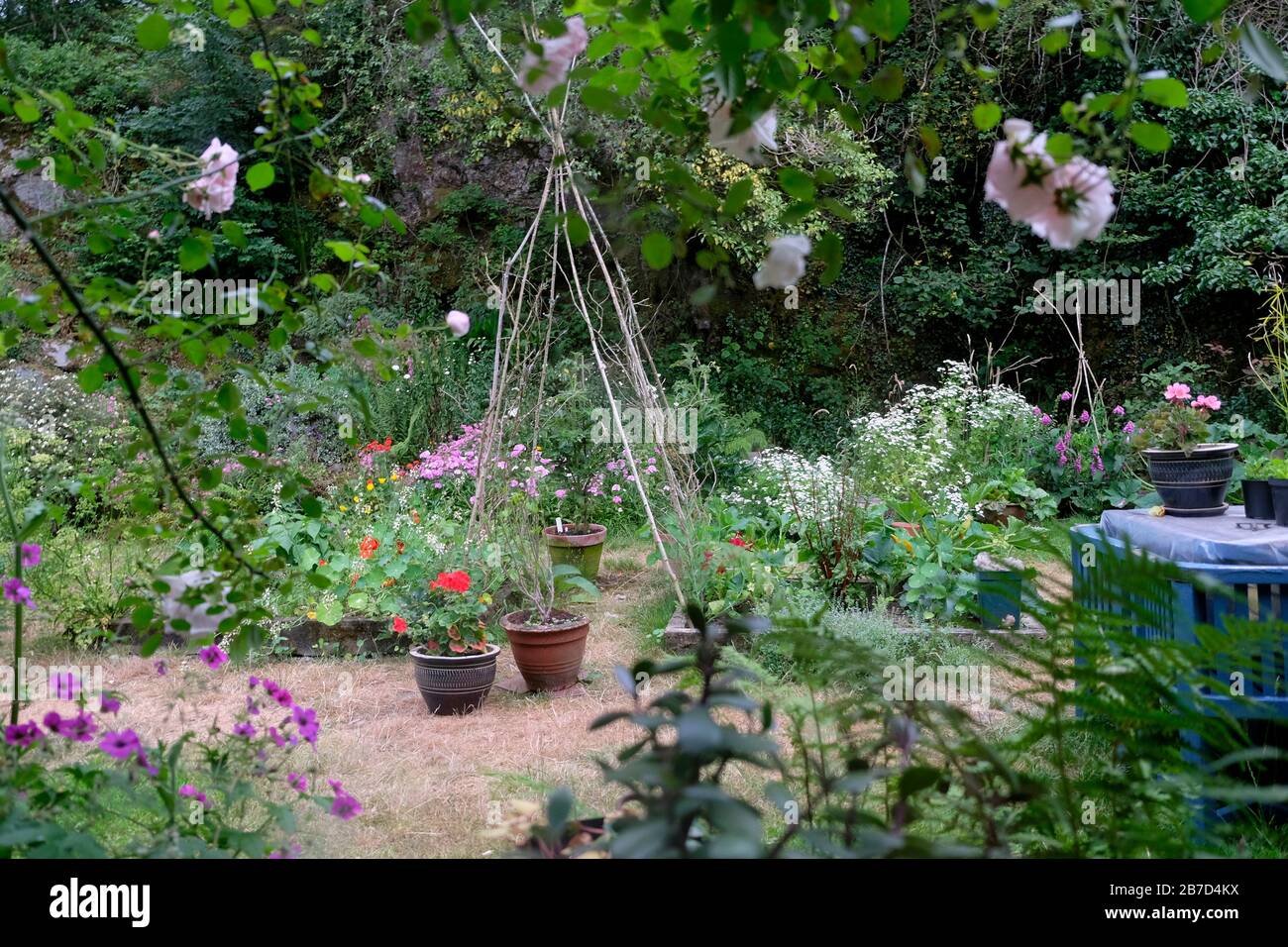 View of small garden with New Dawn rose,  geraniums, flowers in bloom & sweet pea sticks in July summer in Carmarthenshire West Wales UK  KATHY DEWITT Stock Photo