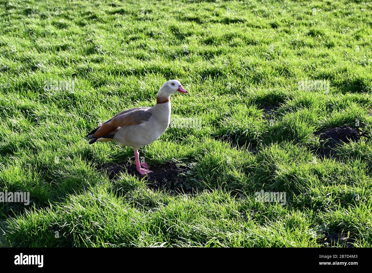 Egyptian Goose (Alopochen aegyptiaca) family Anatidae. Foots Cray Meadows, North Cray, Kent. UK Stock Photo