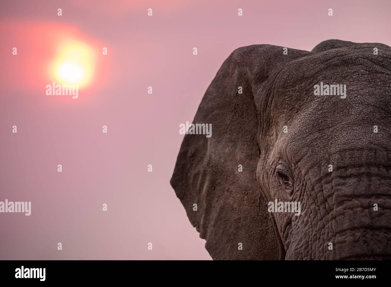 A dramatic close up portrait of an elephant's face taken against the