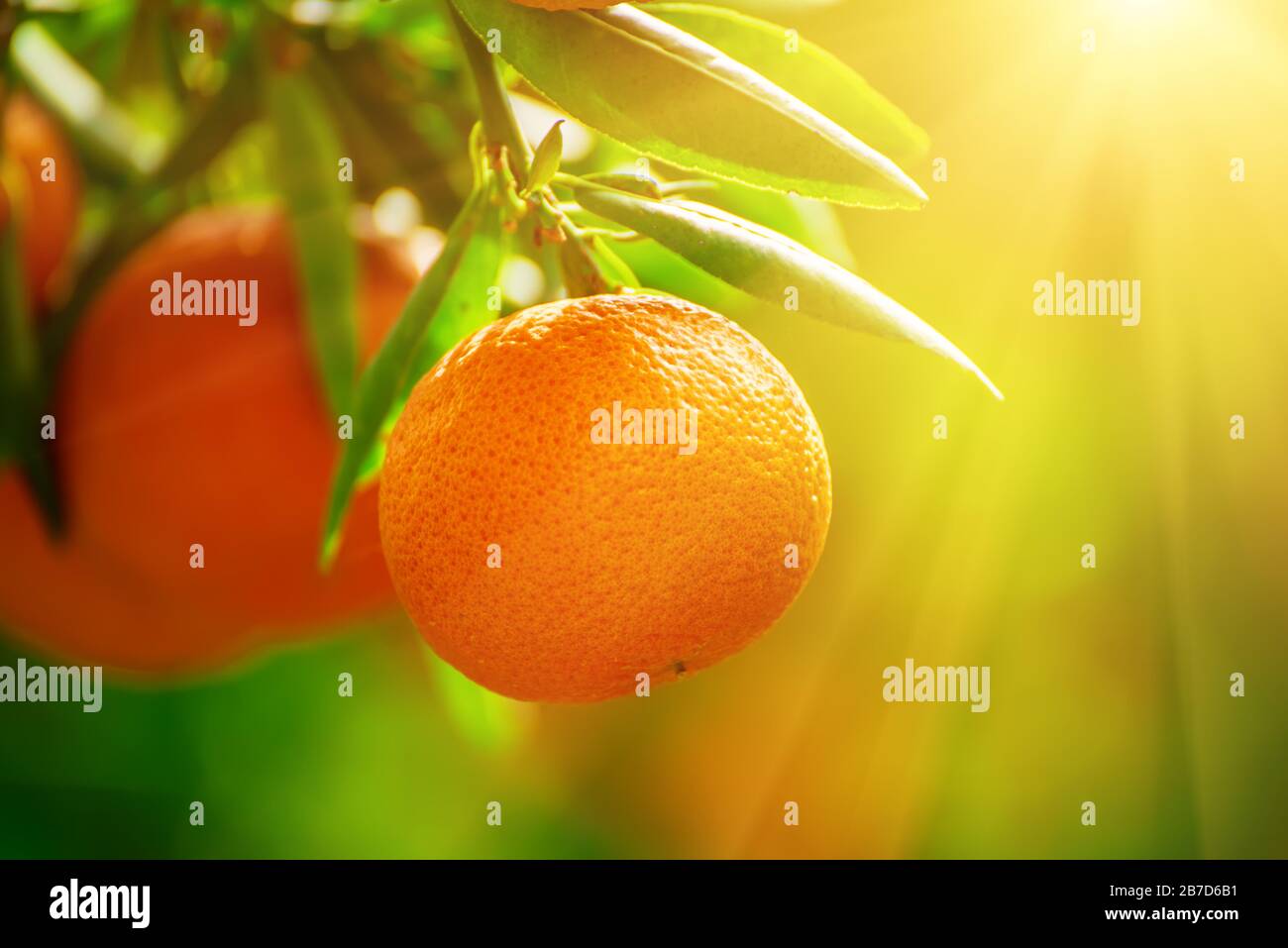 Tangerine sunny garden with green leaves and ripe fruits. Mandarin ...