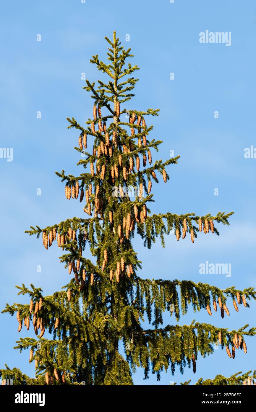 One spruce cone hi-res stock photography and images - Alamy
