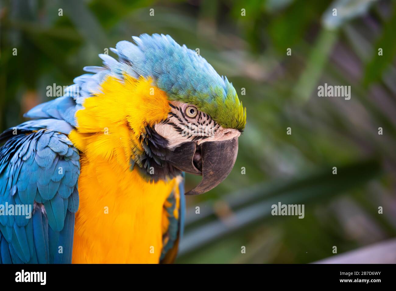 Calamita 3D Frigorifero Macaw Gran Canaria - Souvenir Spagna In Resina, 7x10.7 Cm - Foto 6