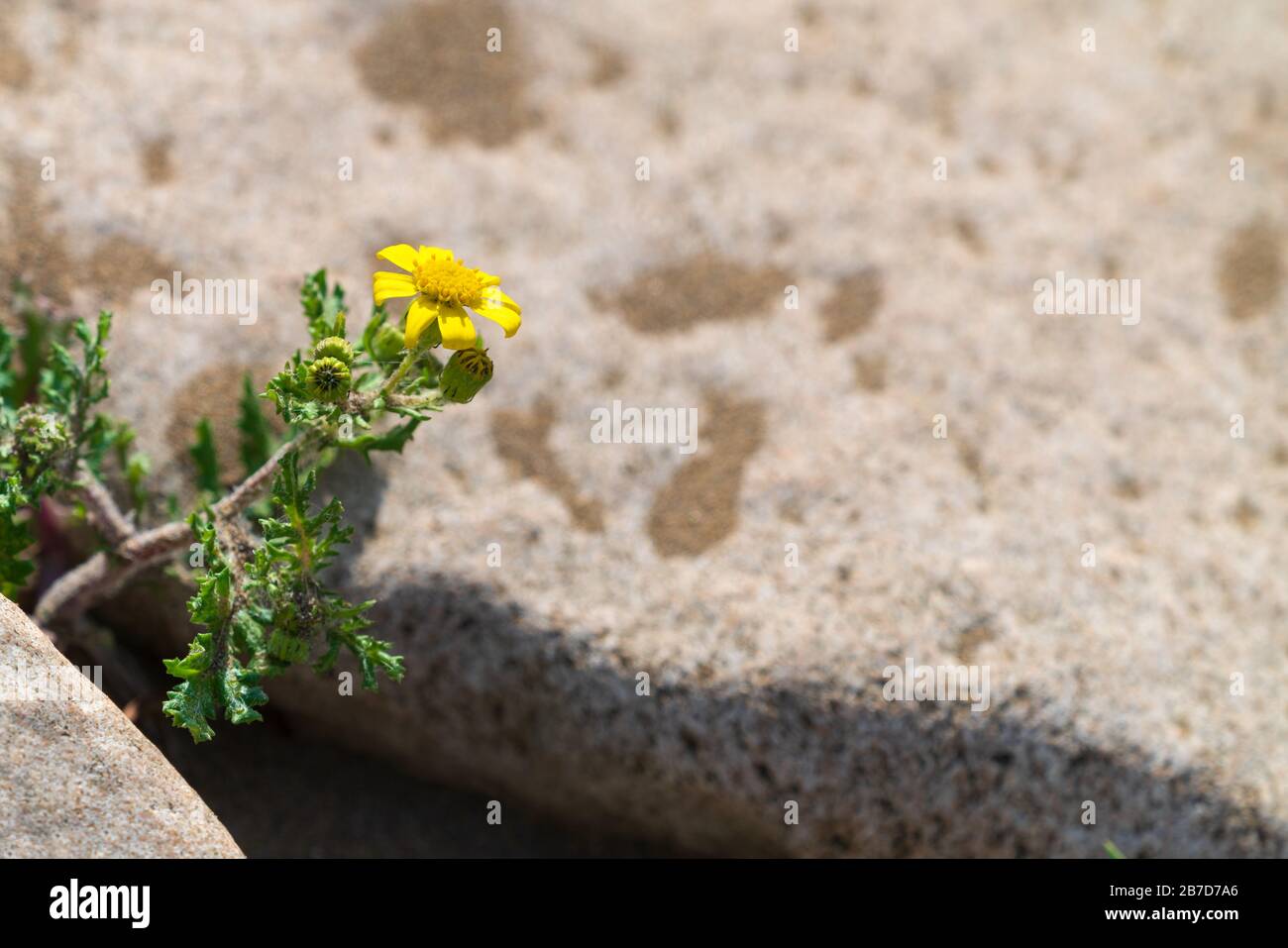 Spring flower surviving on the rock Stock Photo - Alamy