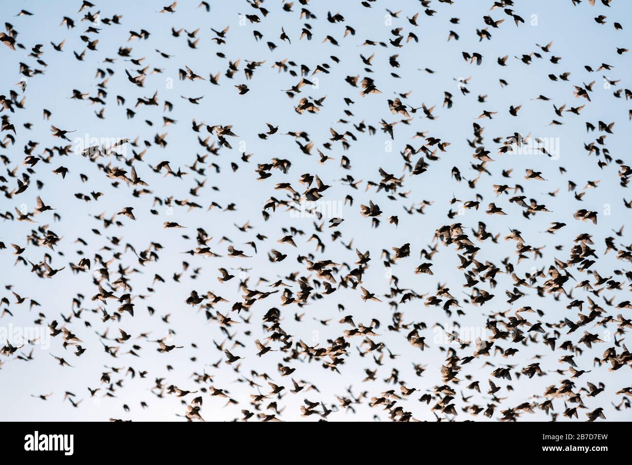 An abstract textured photograph of a big flock of Quelea birds flying against a blue sky at sunset in the Madikwe Game Reserve, South Africa. Stock Photo