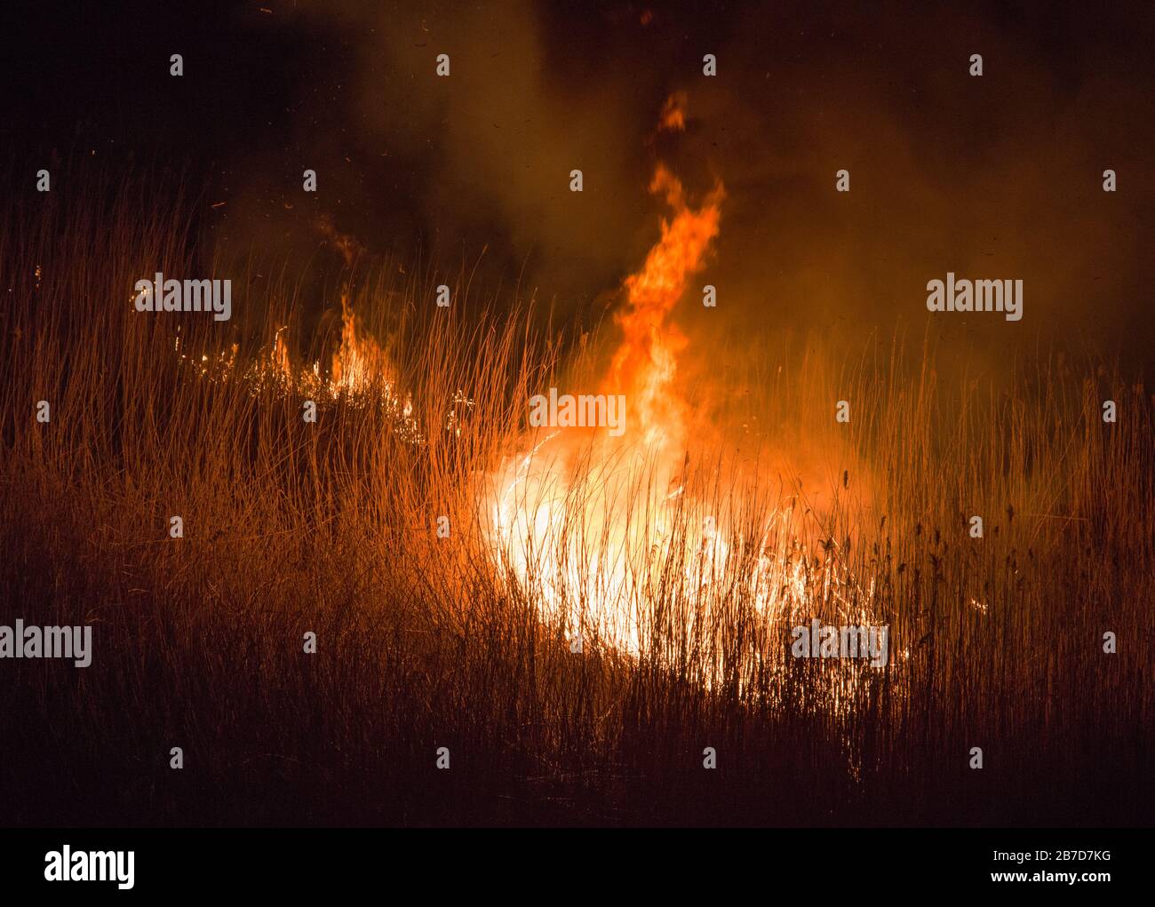 burning dry field in night time Stock Photo