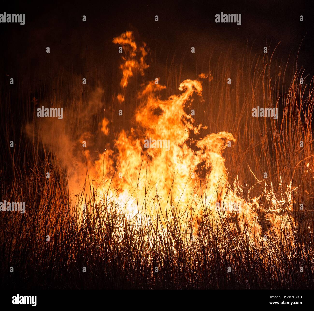 burning dry field in night time Stock Photo