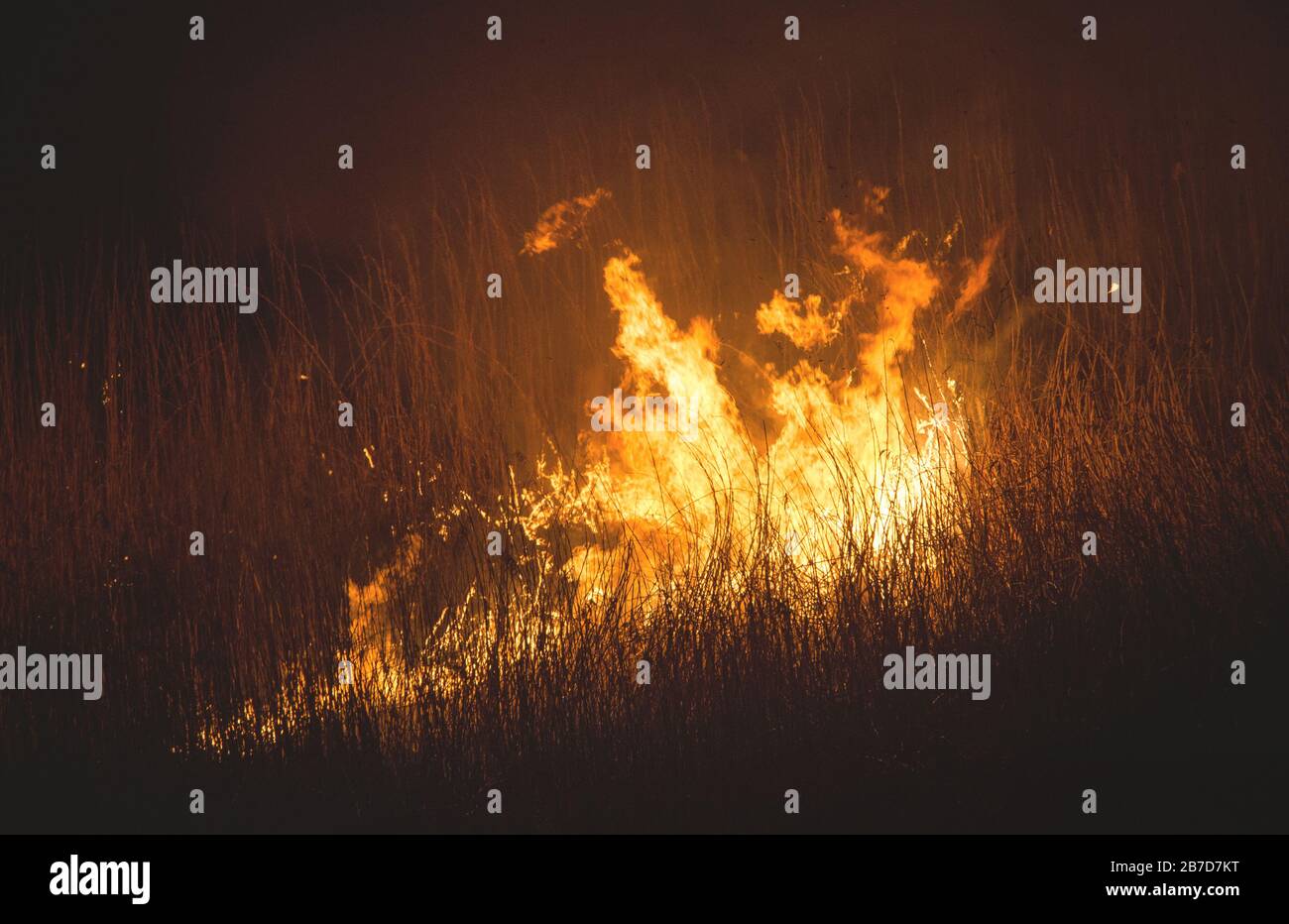 burning dry field in night time Stock Photo
