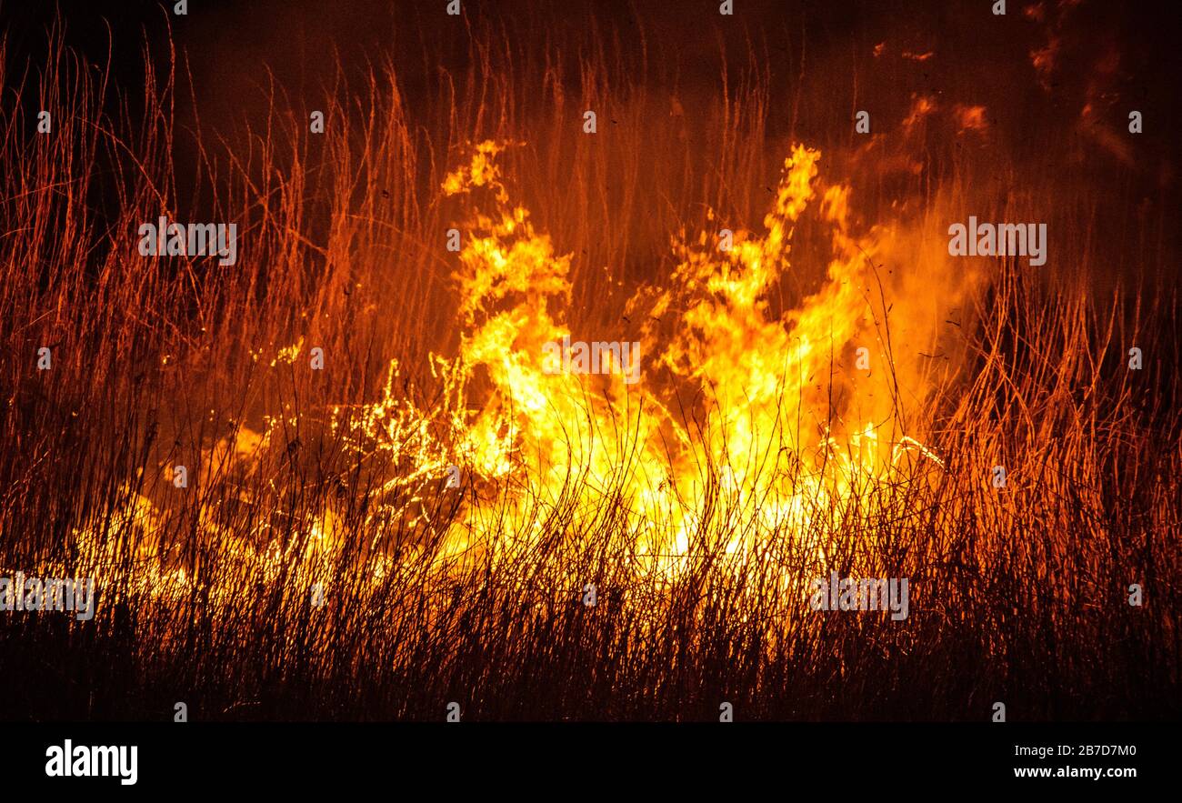 burning dry field in night time Stock Photo