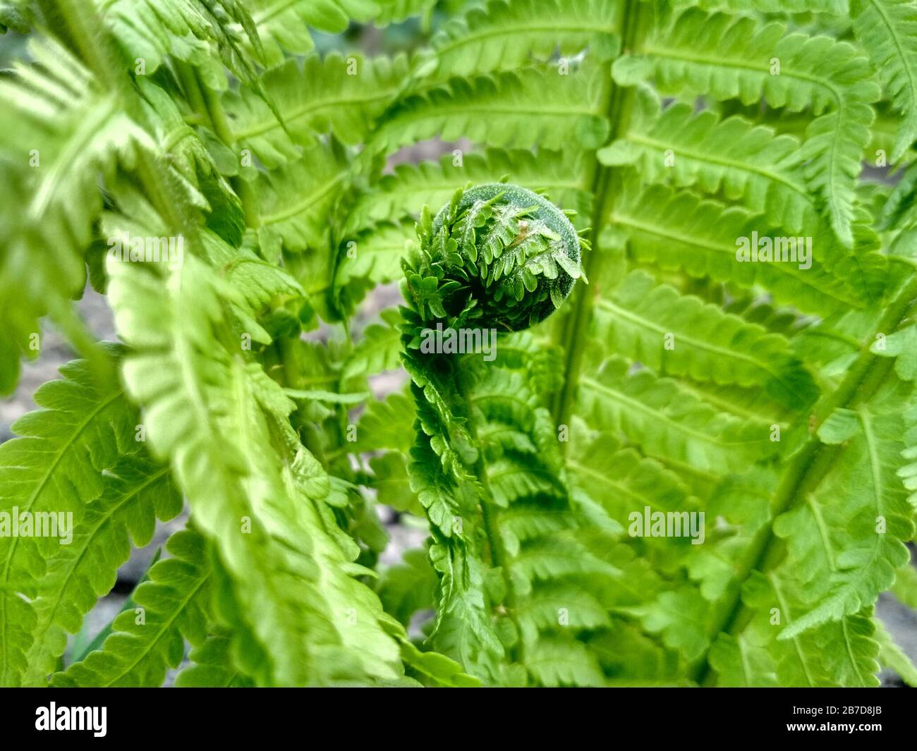 Fern texture hi-res stock photography and images - Alamy