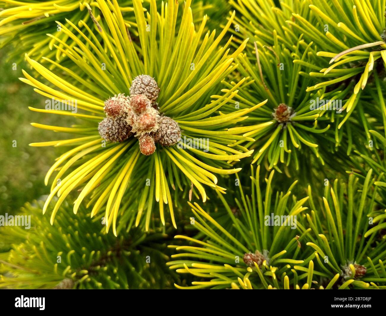 Young Pine buds in spring. Pinus mugo, dwarf mountain pine, mugo pine. Pinus mugo winter gold Stock Photo