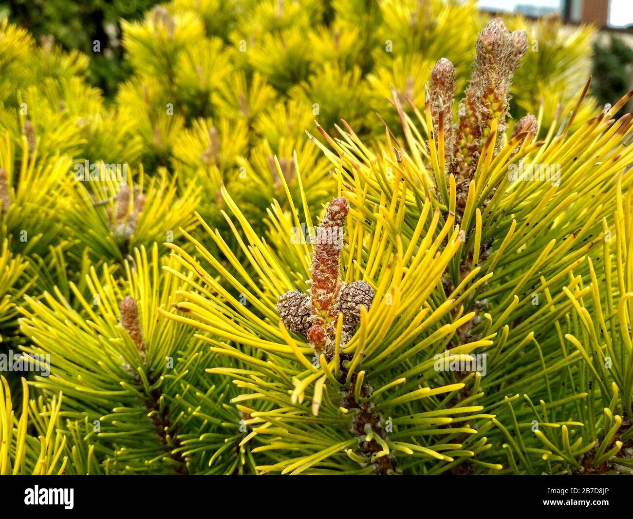 Young Pine buds in spring. Pinus mugo, dwarf mountain pine, mugo pine. Pinus mugo winter gold Stock Photo