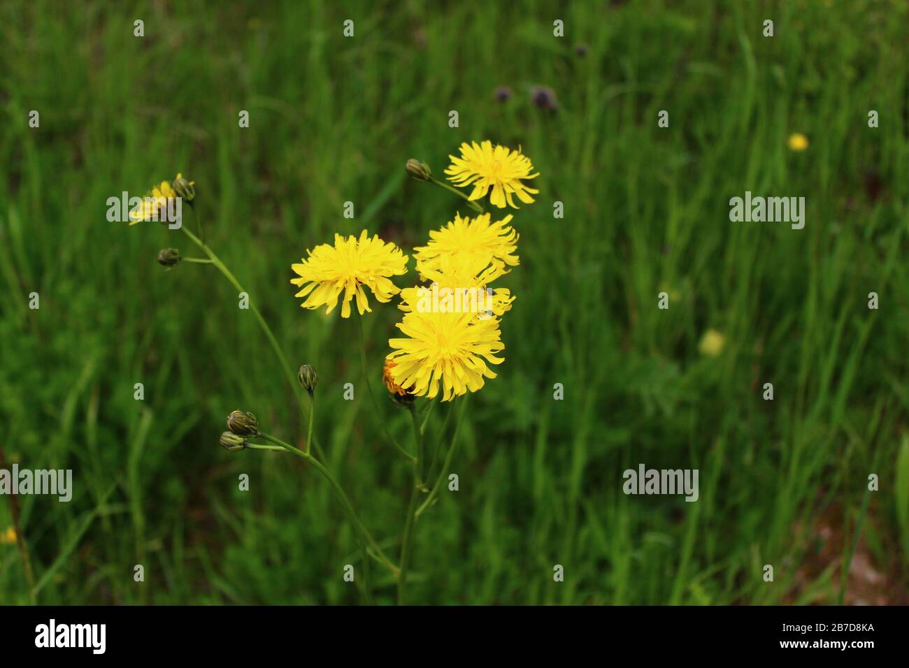 The picture shows a few-leaved hawkweed in the meadow Stock Photo