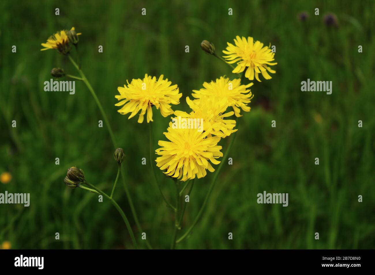 The picture shows few-leaved hawkweed in the meadow Stock Photo