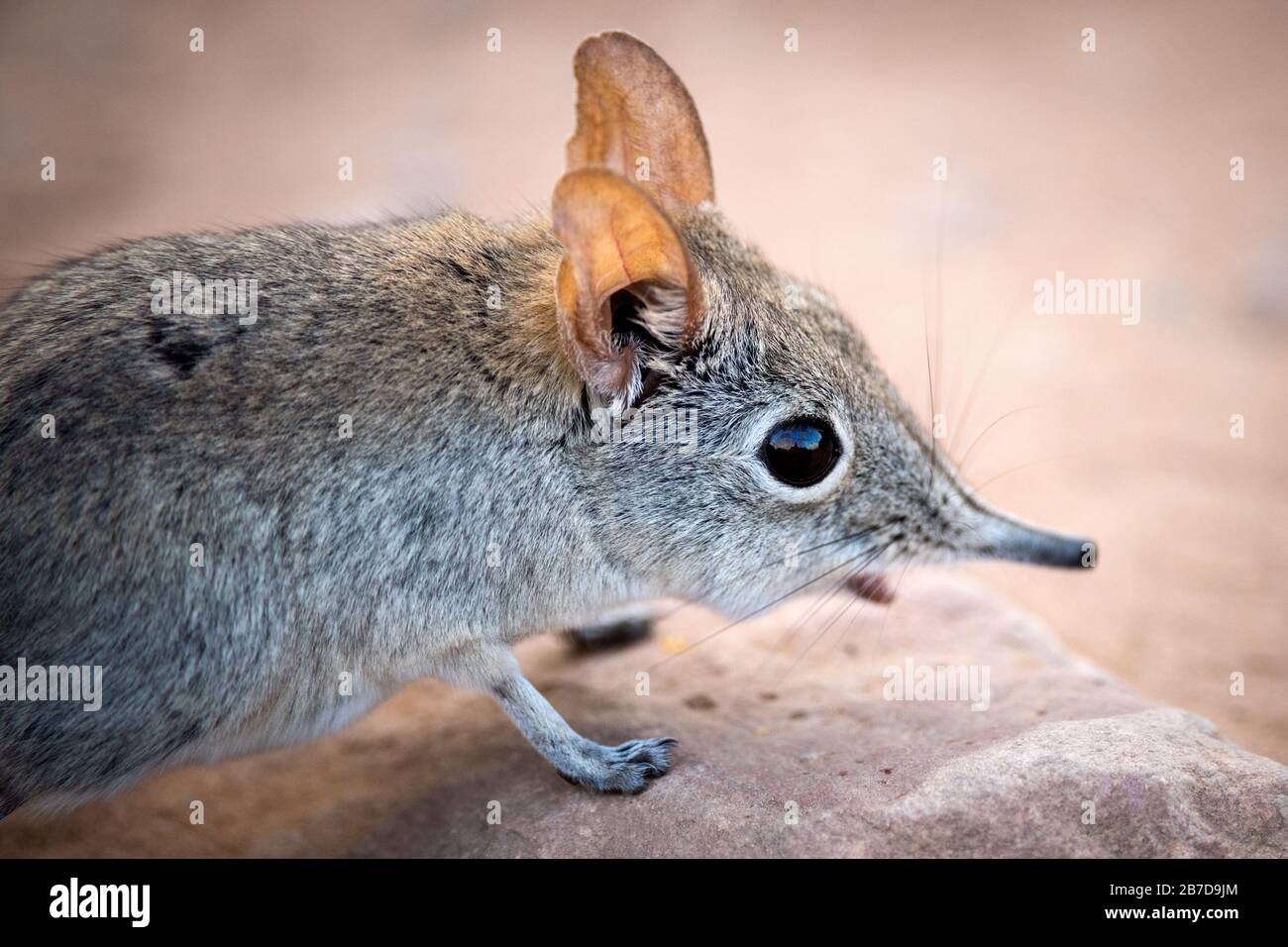 A cute close up portrait of a shy elephant shrew, taken at sunset in the Pafuri concession of the Kruger national Park, South Africa. Stock Photo