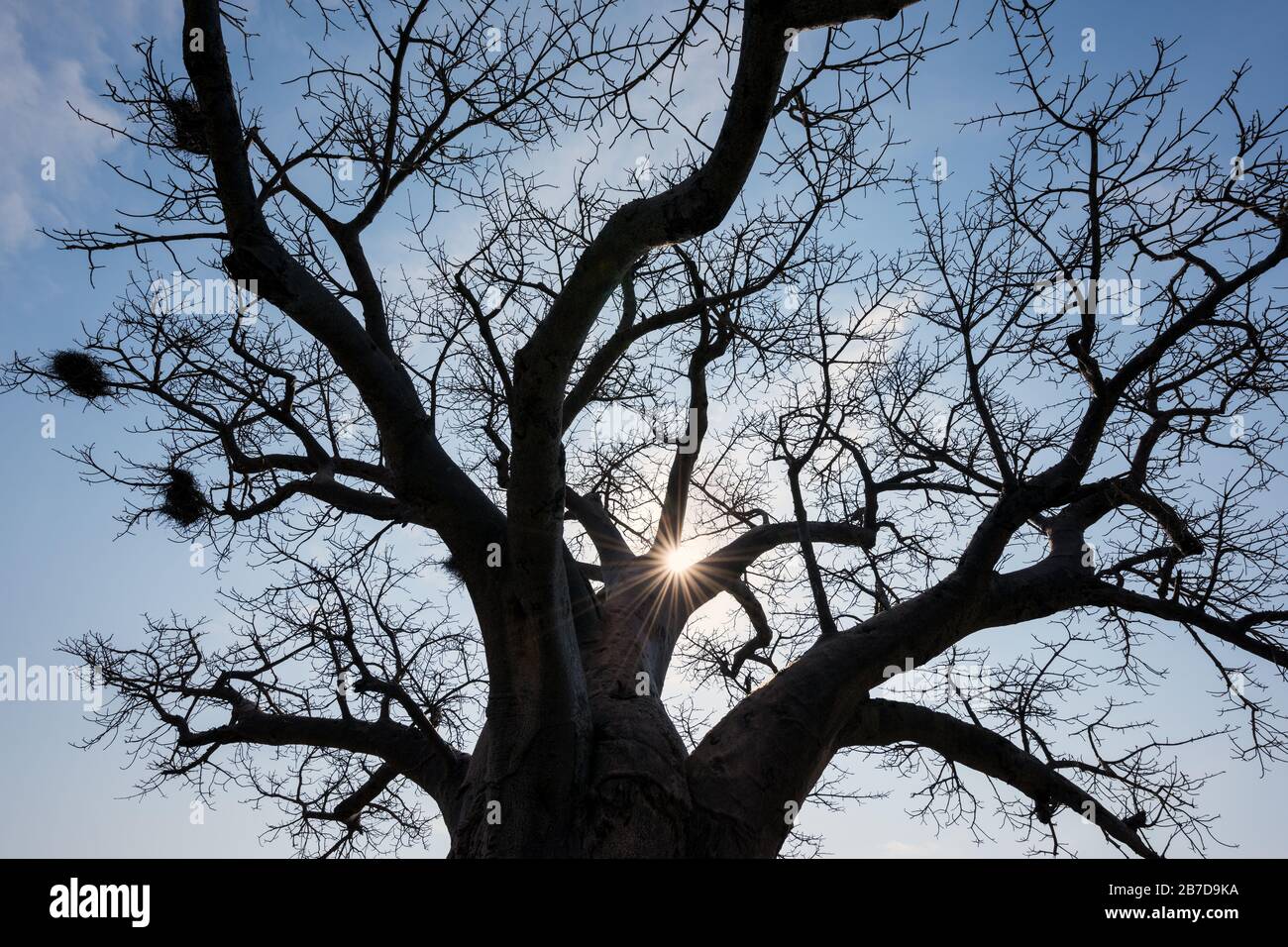 A photograph of the sun shining through the branches of an ancient Baobab tree, taken in Pafuri Concession of the Kruger National Park, South Africa Stock Photo