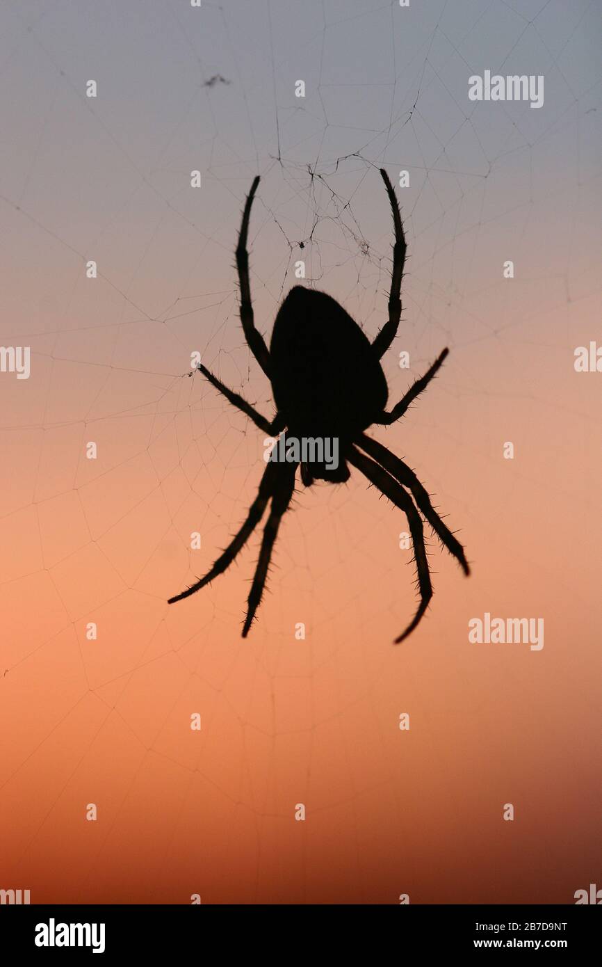 spider silhouette in the sky at sunset Stock Photo - Alamy