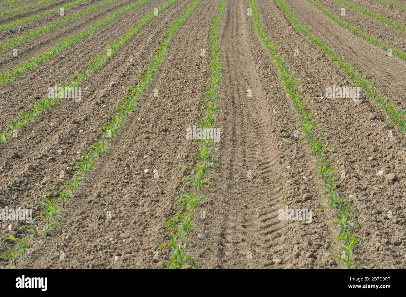 Corn field in Spring in Brittany Stock Photo - Alamy