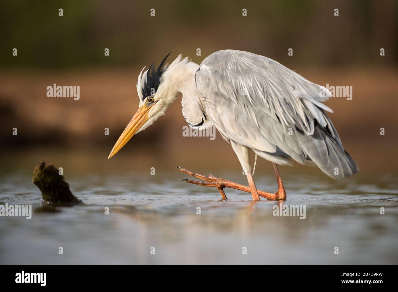 A close up portrait of a Grey heron standing in the water with one leg raised, taken in the Madikwe game Reserve, South Africa. Stock Photo