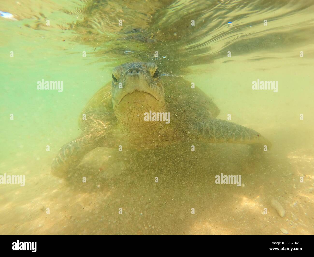 Large sea turtle in shallow water. Underwater shooting. Sri Lanka Stock Photo