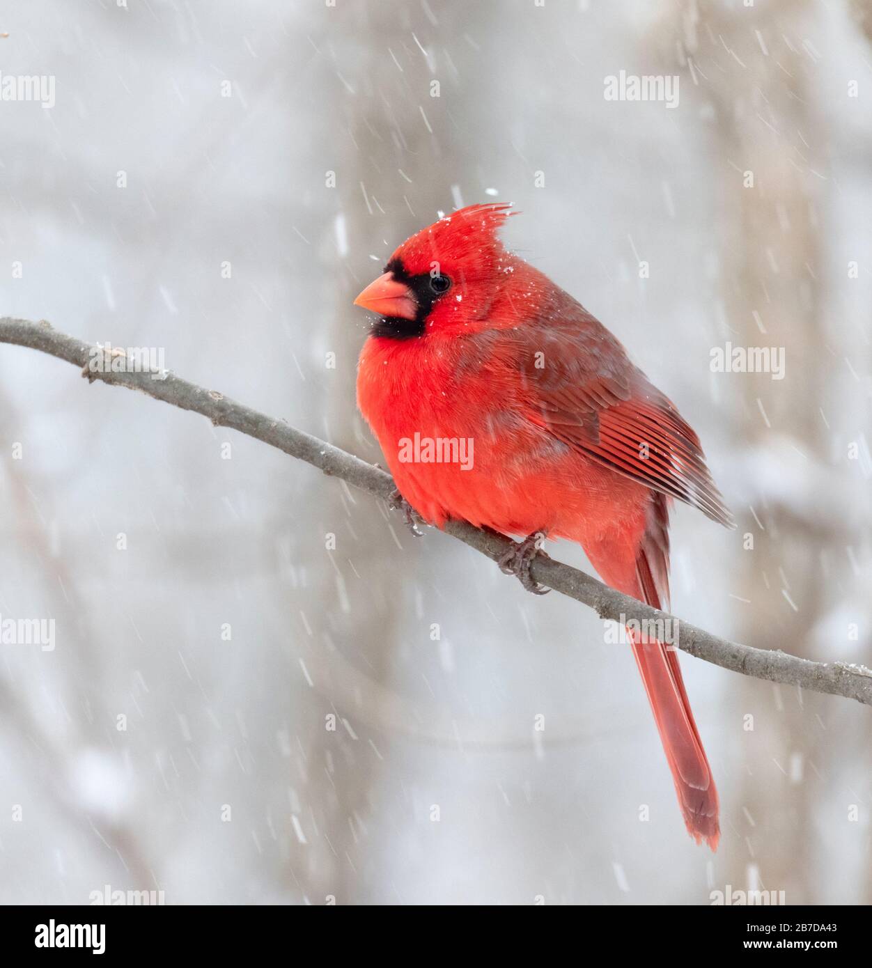 Northern cardinal (cardinalis cardinalis) male under snowfall, Iowa, USA. Stock Photo