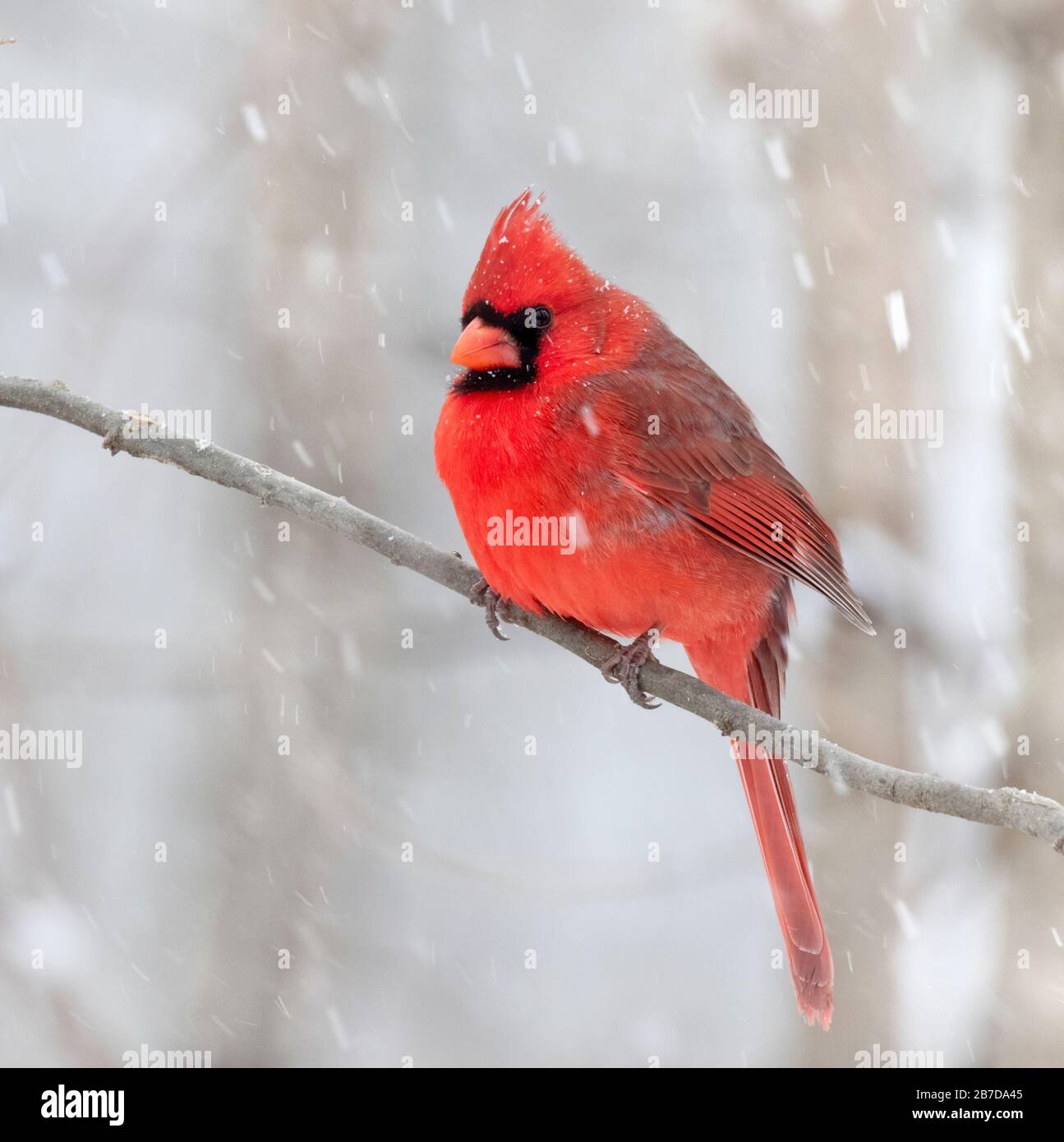 Northern cardinal (cardinalis cardinalis) male under snowfall, Iowa, USA. Stock Photo