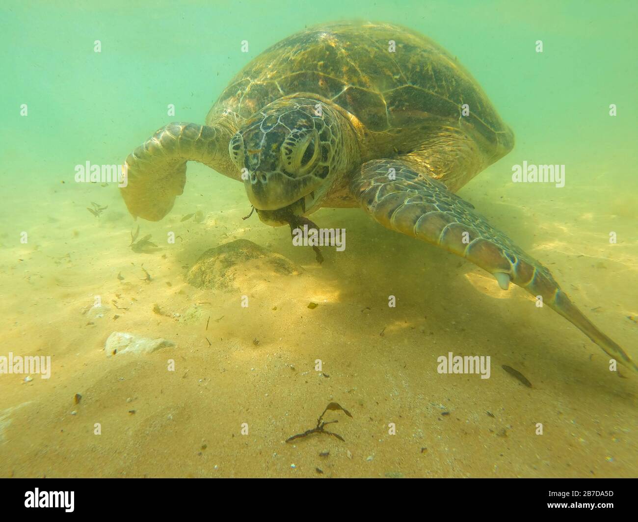 An olive turtle eats algae in shallow water. Hikkaduva, Sri Lanka Stock Photo