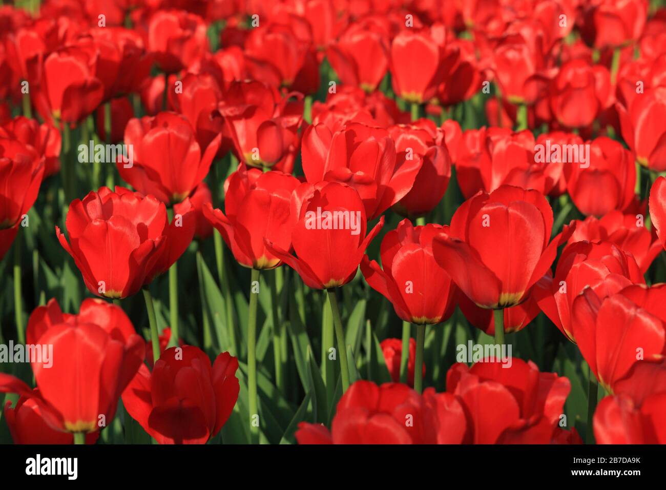 Red Tulip at Spring Stock Photo - Alamy