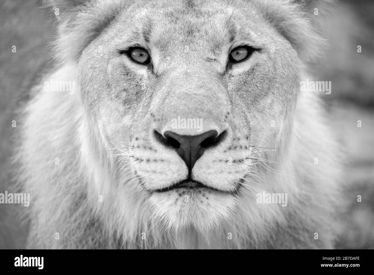 A detailed black and white close up of a young male lion looking directly into the camera at the ...