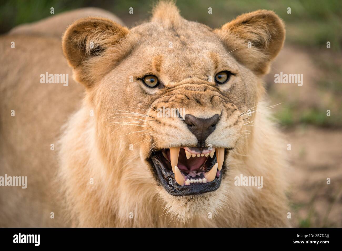 A dramatic close up of a snarling lioness, baring her teeth and canines, taken in the madikwe game Reserve, South Africa. Stock Photo