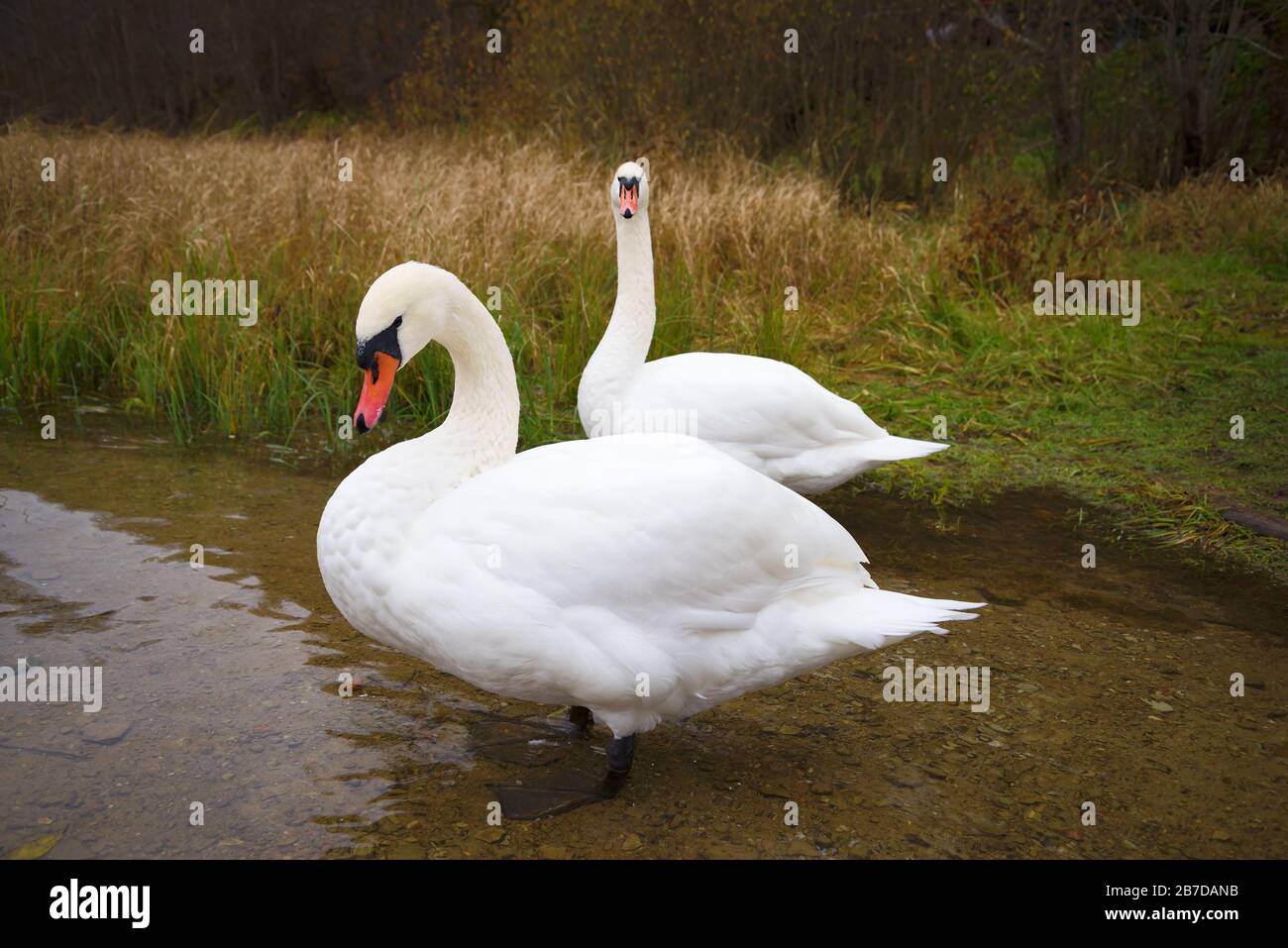 Two wild white swans close-up on a gloomy October day. Pskov region, Russia Stock Photo