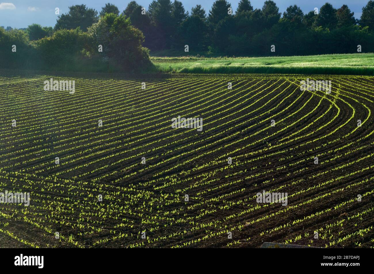 Corn field in Spring in Brittany Stock Photo - Alamy