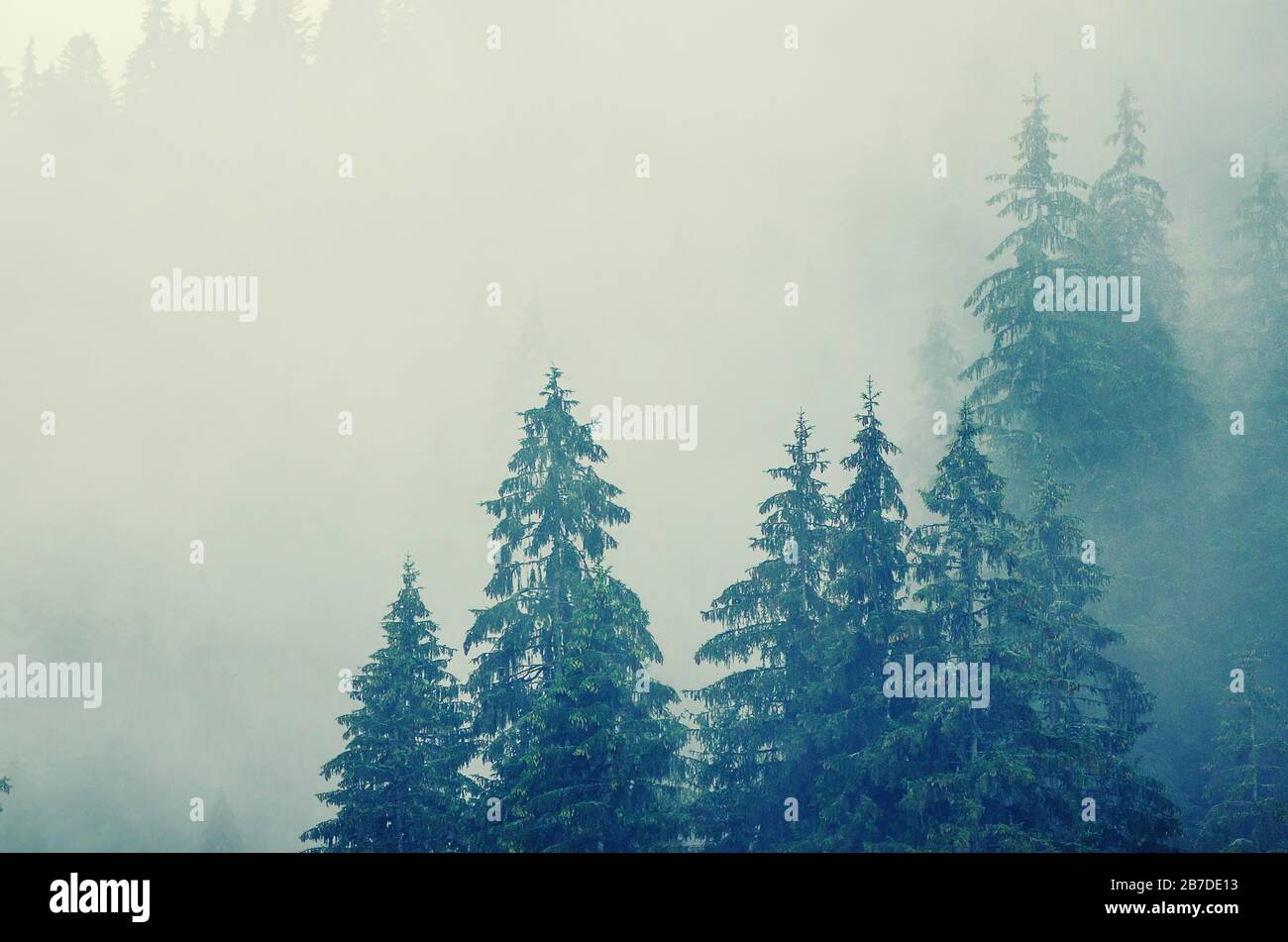 Misty foggy mountain landscape with fir forest in hipster vintage retro ...