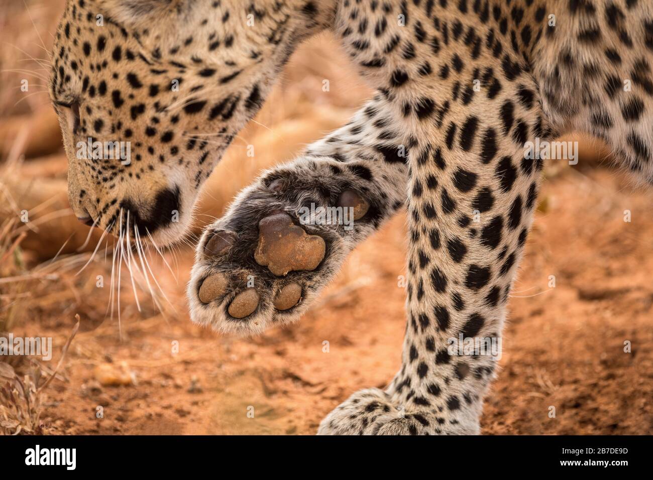 A beautiful close up portrait of a female leopard holding her paw up, so you can see the pad of her foot, taken in the Madikwe Game Reserve Stock Photo