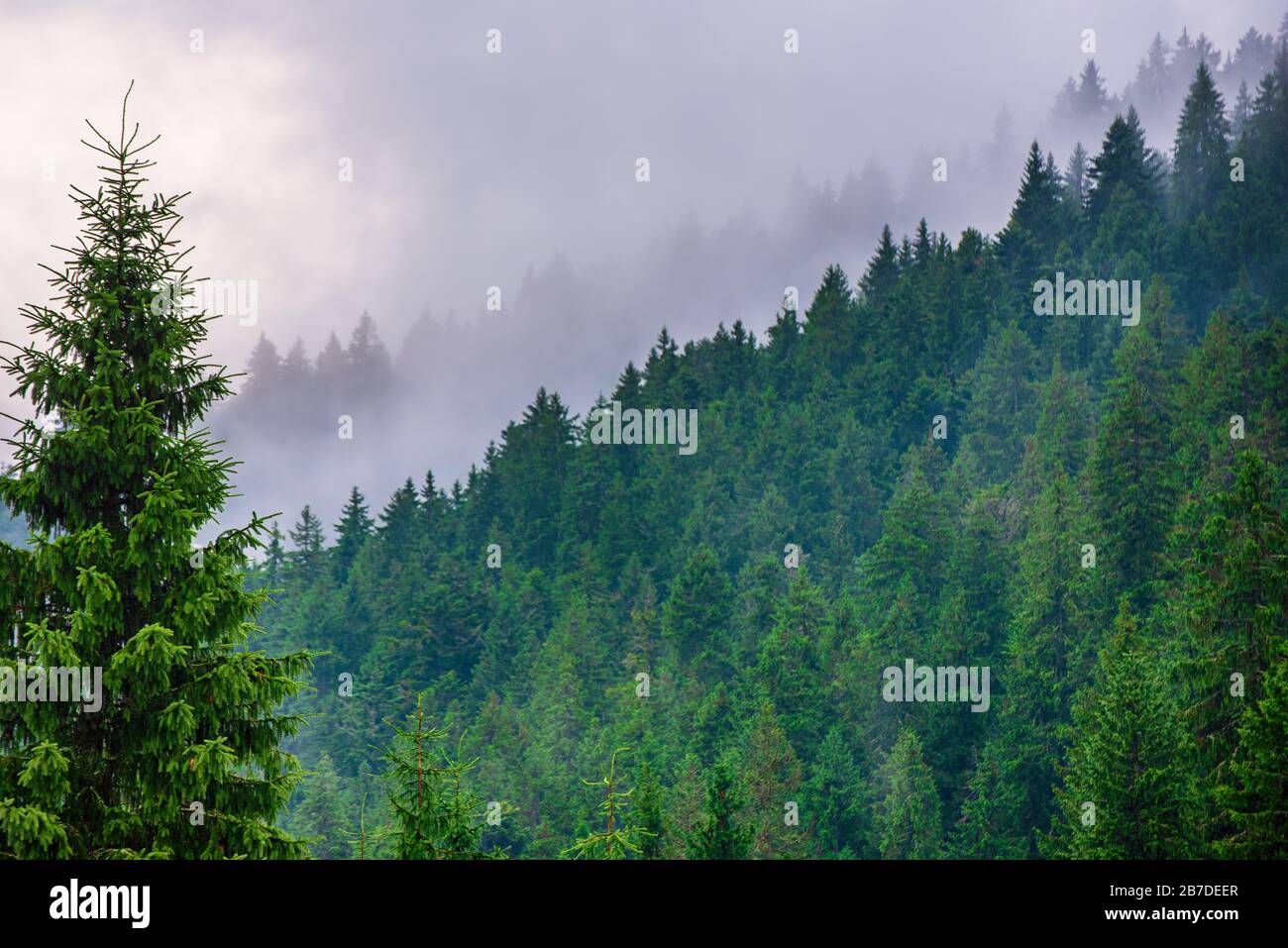 Misty foggy mountain landscape with fir forest and copyspace in vintage ...