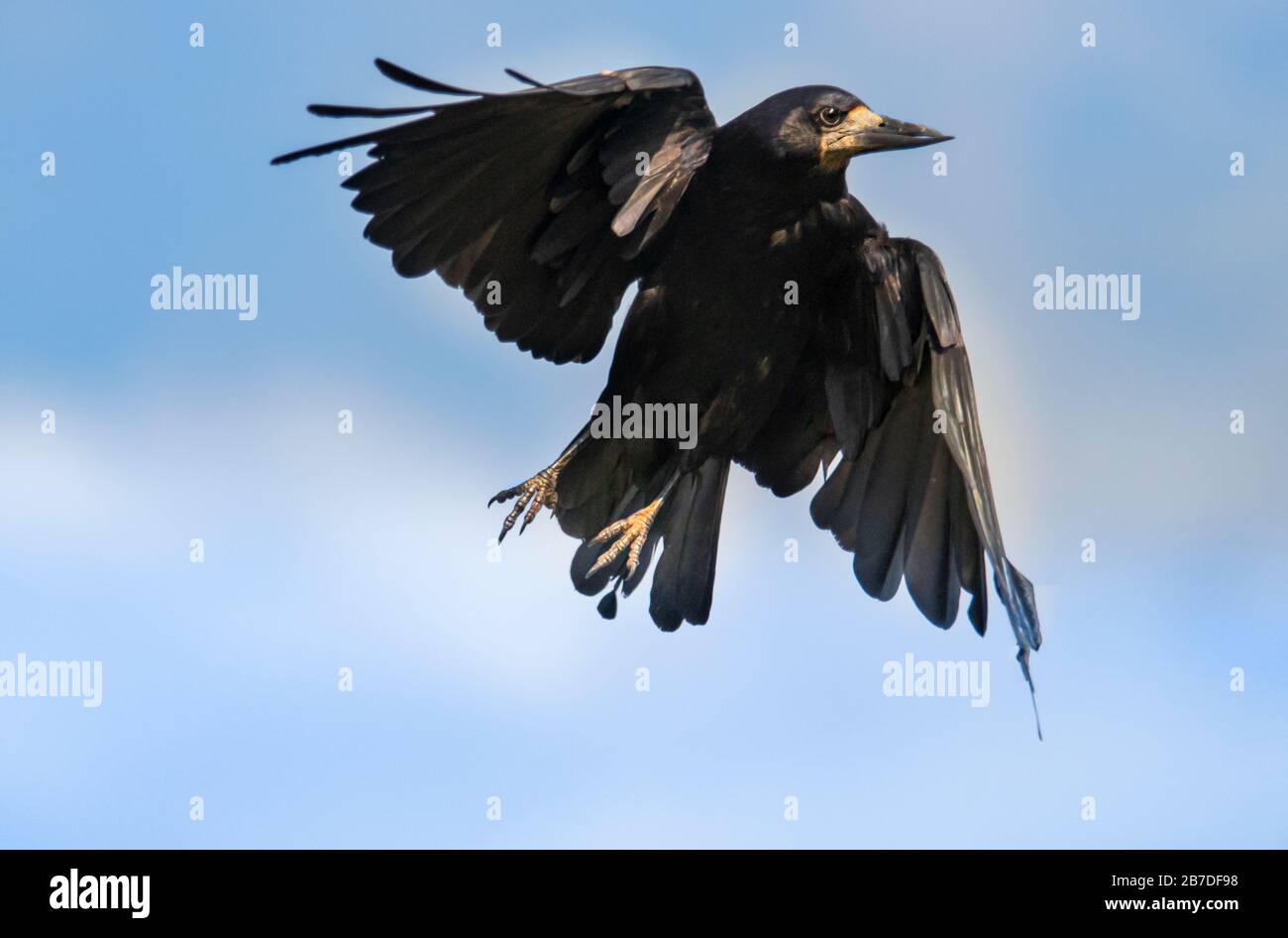 The Rooks (Corvus frugilegus) Information