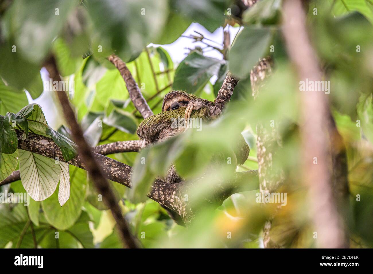 sloth three toe juvenile playful in tree manuel antonio national park costa rica, central america in tropical jungle. Stock Photo
