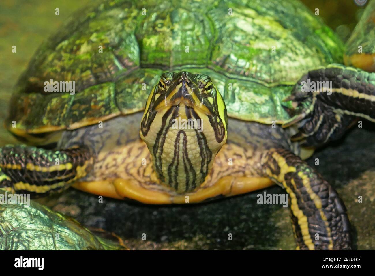 Terrapins in Aquarium Tank Stock Photo Alamy