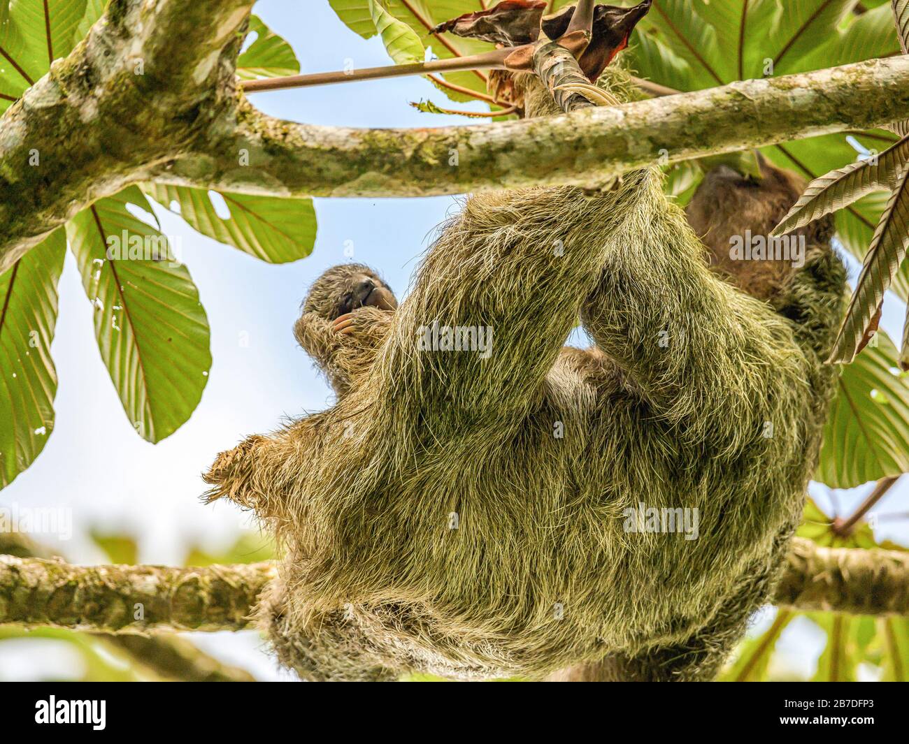 A brown throated 3 toed sloth hanging i a tree with a Baby in Costa Rice Rainforest national park. Stock Photo