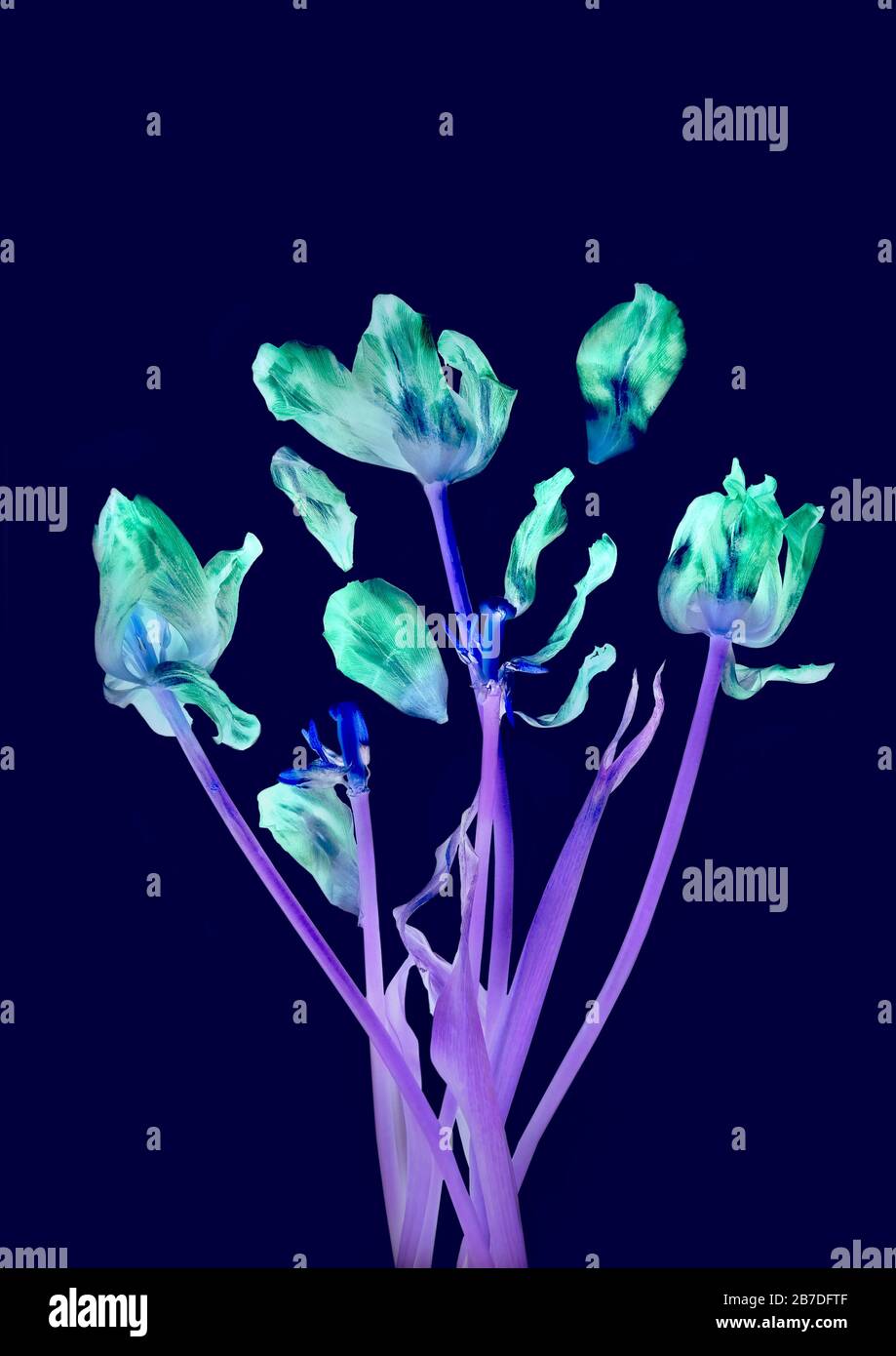 X ray flower hires stock photography and images Alamy