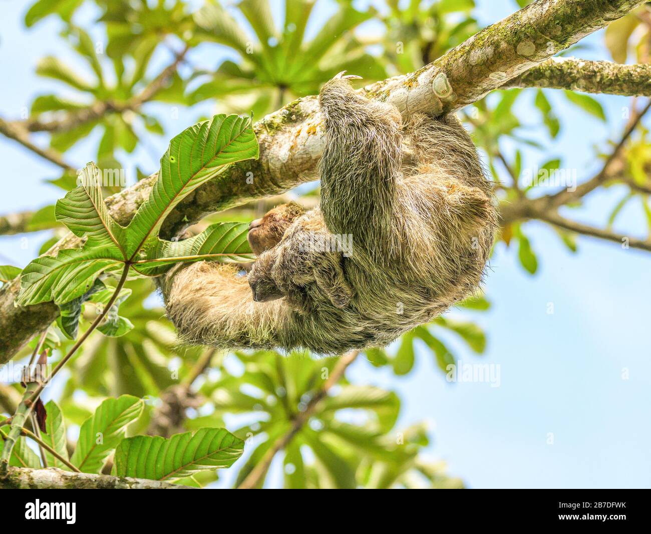 A brown throated 3 toed sloth hanging i a tree with a Baby in Costa Rice Rainforest national park. Stock Photo
