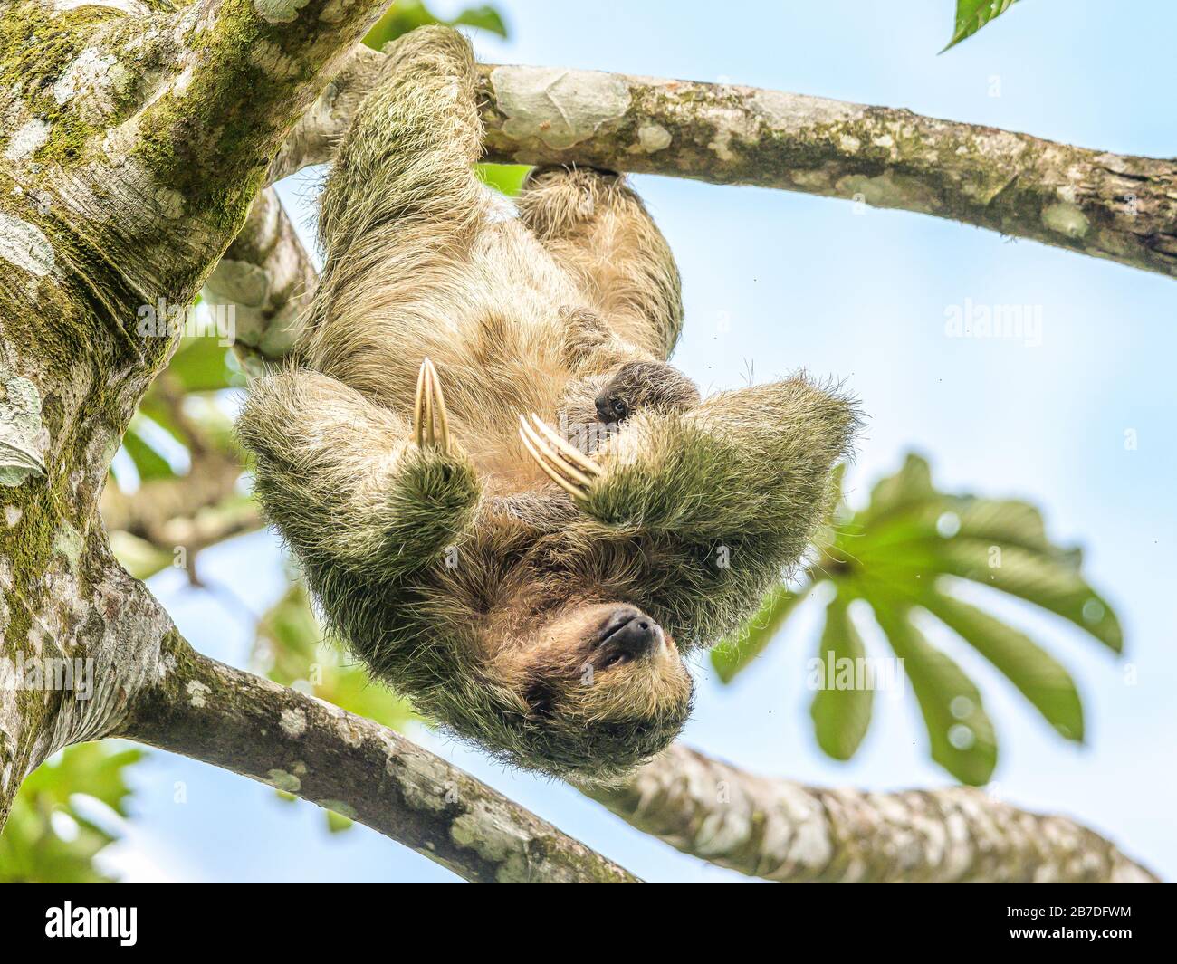 A brown throated 3 toed sloth hanging i a tree with a Baby in Costa Rice Rainforest national park. Stock Photo