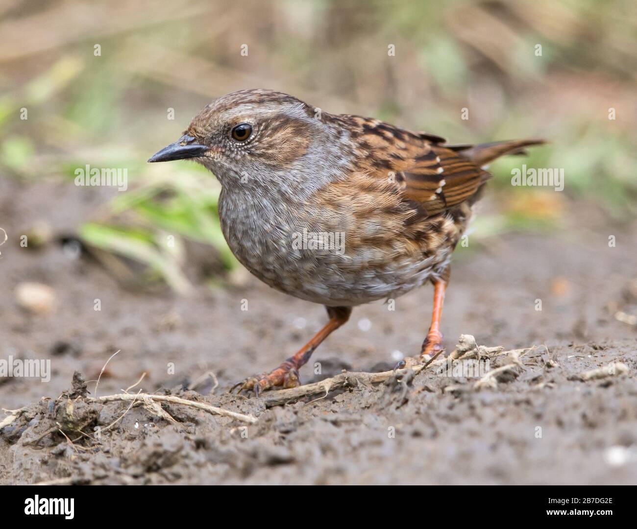 Dunnock Feeding Hi res Stock Photography And Images Alamy dunnock-feeding-hi-res-stock-photography-and-images-alamy