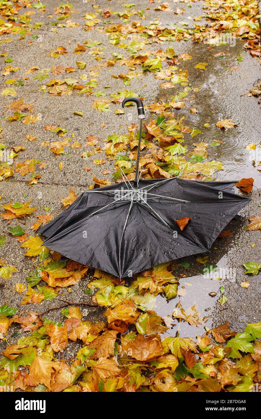 Broken Umbrella in Wet Leaves Stock Photo