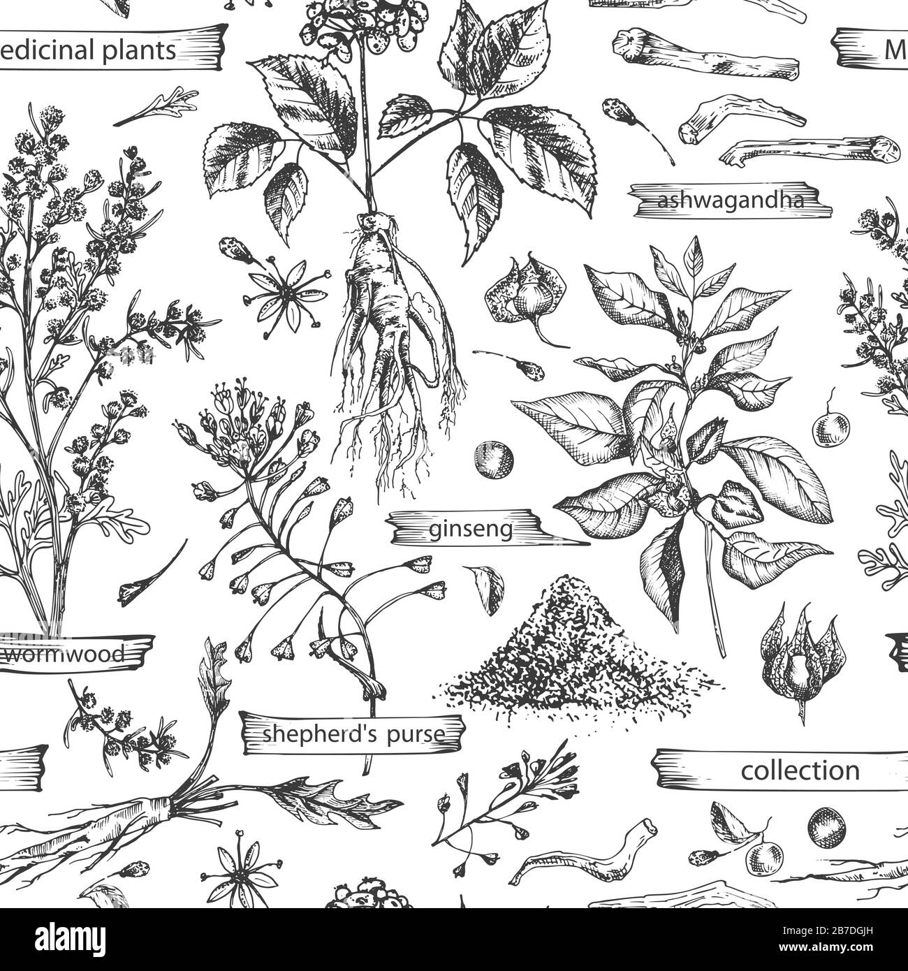 Seamless pattern with vintage hand drawn sketch medicine herbs elements isolated on white background. wormwood, turmeric, tansy, ashwagandha Stock Vector