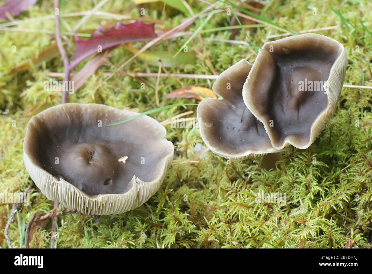 Rhodocollybia butyracea, known as butter cap, wild mushroom from Finland Stock Photo Alamy