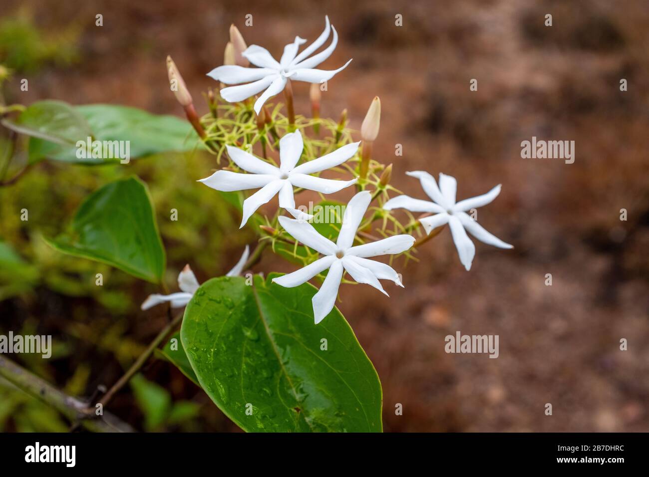 Wild jasmine hires stock photography and images Alamy