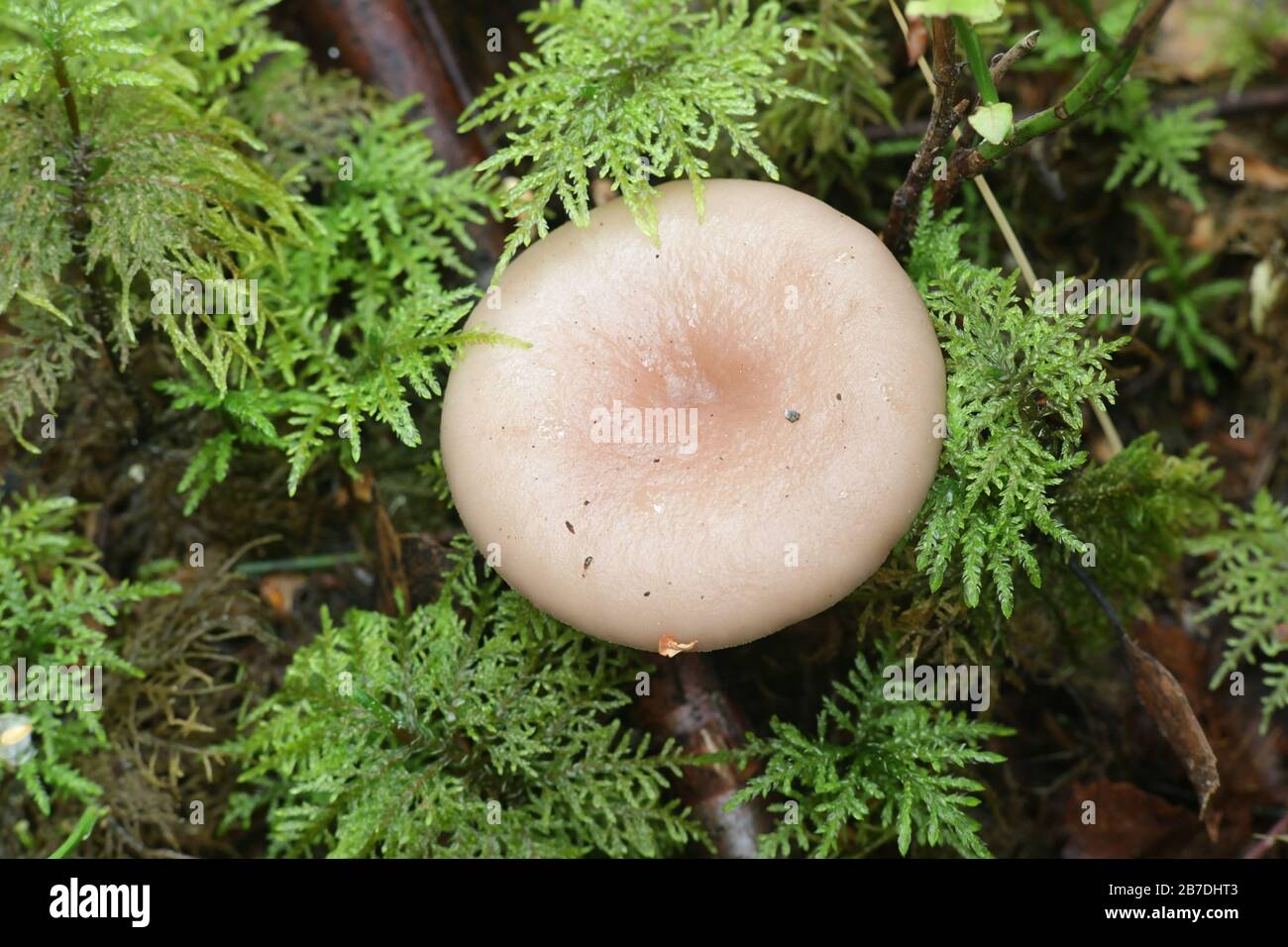 Lactarius uvidus, known as the shiner milkcap, wild mushroom from Finland Stock Photo