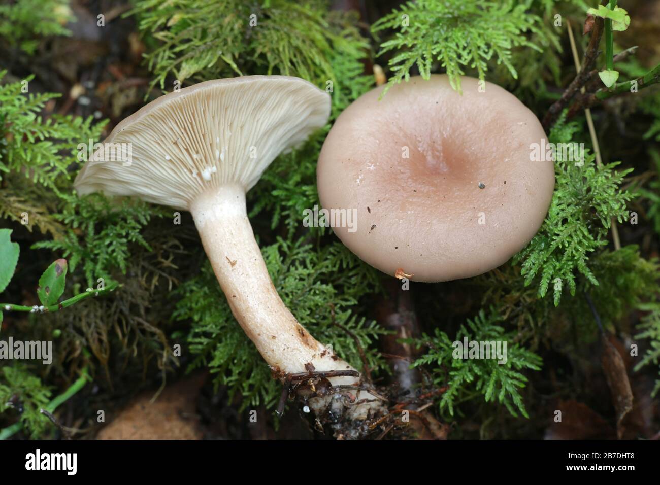 Lactarius uvidus, known as the shiner milkcap, wild mushroom from Finland Stock Photo