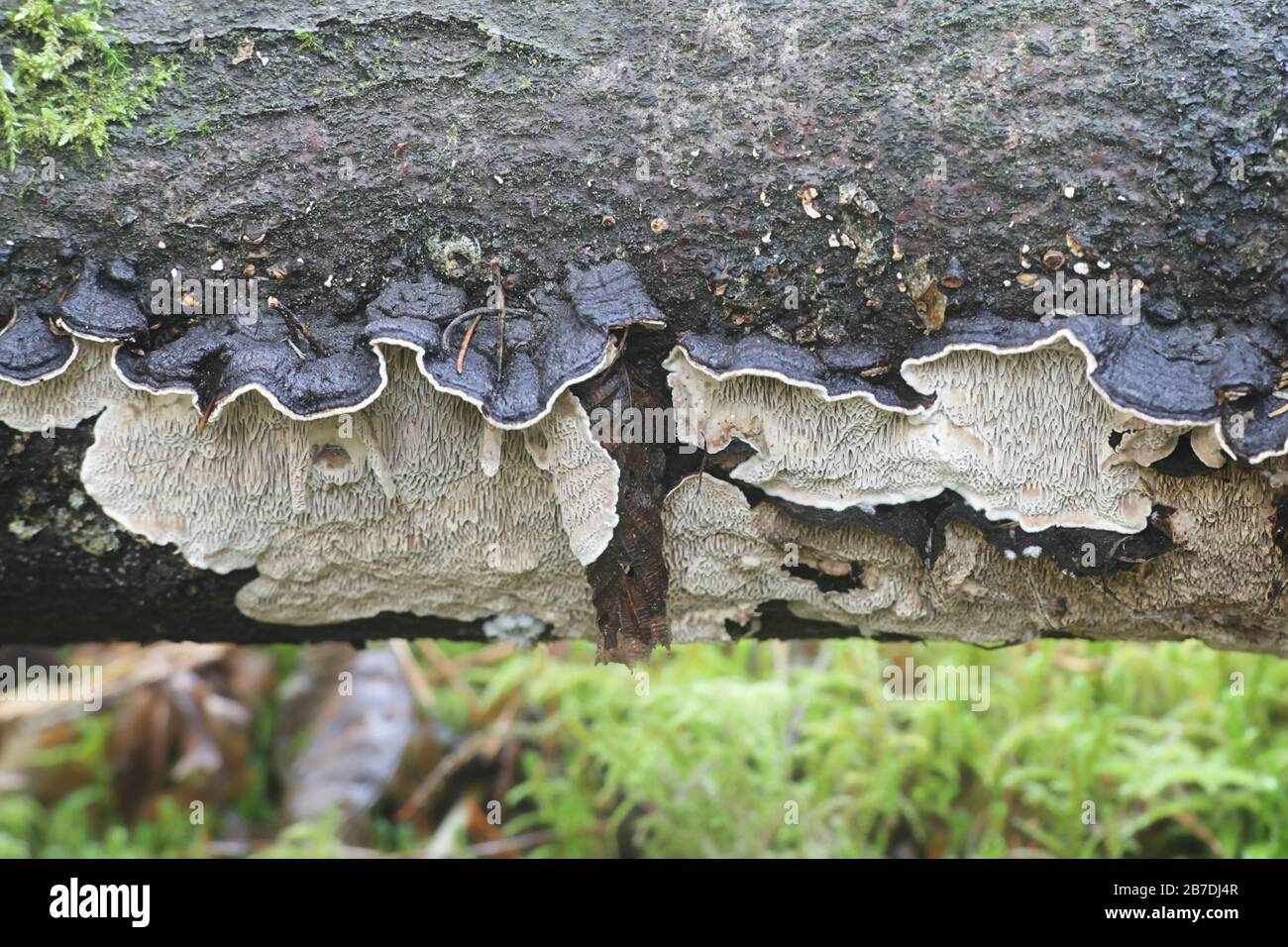 Datronia mollis, known as the common mazegill, wild bracket fungus from Finland Stock Photo