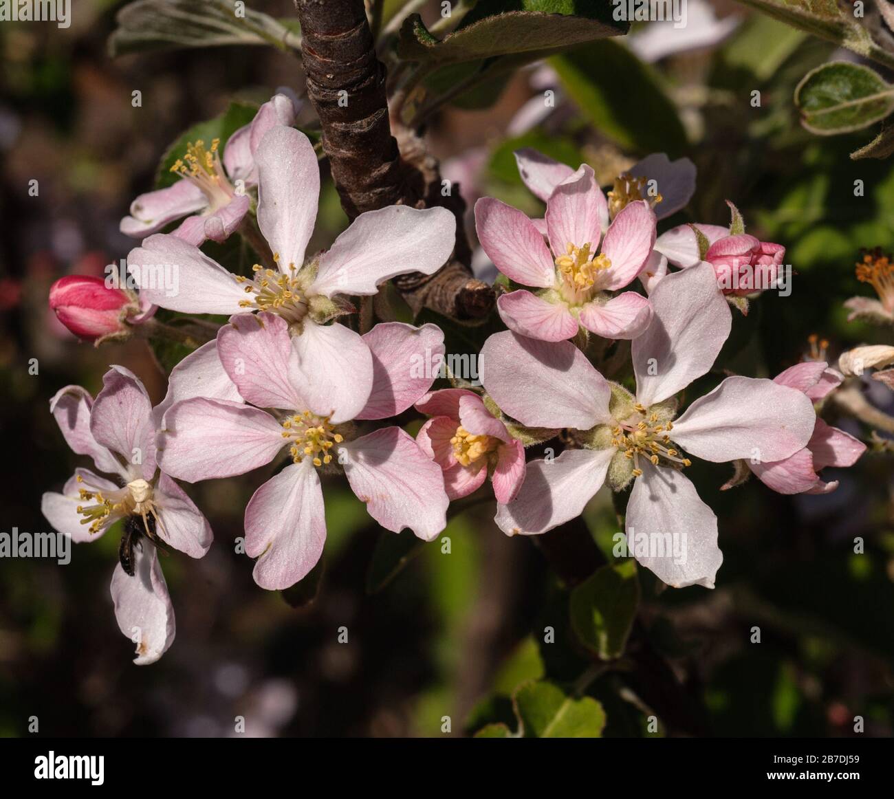Malus domestica blossoms Stock Photo
